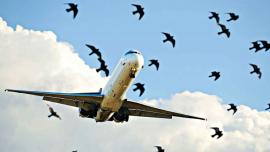 Bird Strike.jpg