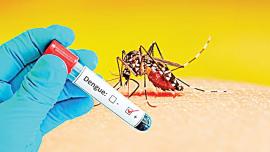 Dengue.jpg