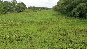 Rangsa-river.jpg