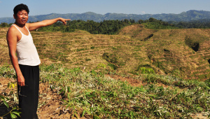 OP_1__Rubber_plantation.jpg