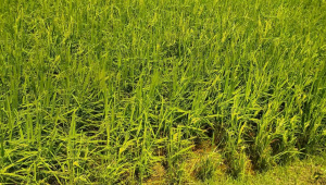 netrokona.jpg
