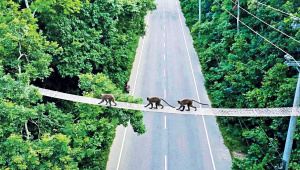 Tangail_Picture.jpg