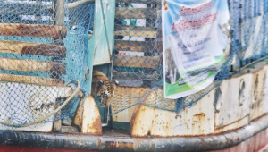 She was in no hurry to leave the crate. Forest officials shouted, splashed water and waited nearly an hour before she finally stepped out. Photo: Habibur Rahman