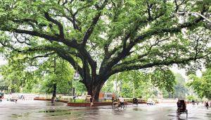 Tree.jpg