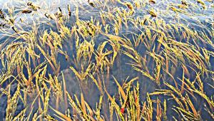 aman-paddy.jpg