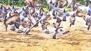 brids.jpg