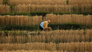 Digital-Agriculture.jpg