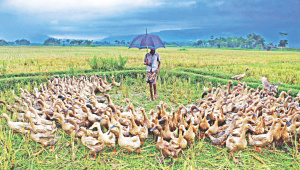ducks.jpg