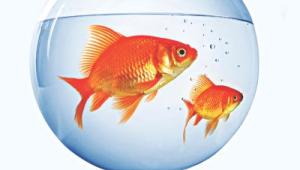 fish.jpg