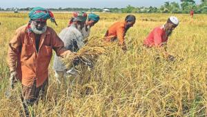 harvesting-crop.jpg
