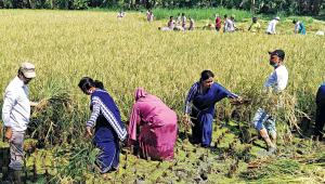 helping-farmers-harvest.jpg