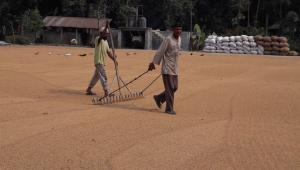 lalmonirhat_rice_mills.jpg