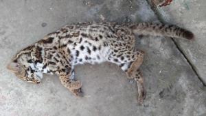 protecting wildlife