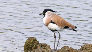 rare bird.jpg