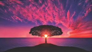 The Burning Tree