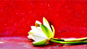 Water lily