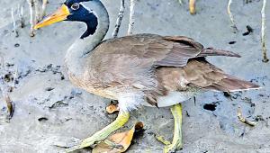 masked-finfoot.jpg