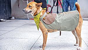 police-dog-1.jpg