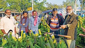 banan-culti.jpg