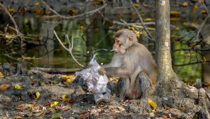 khulna monkey
