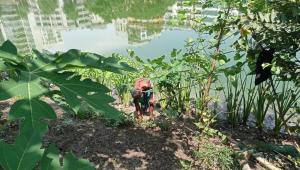 veggie patch korail 