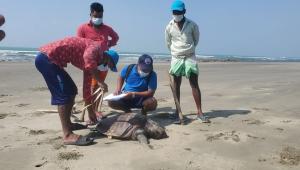 turtle_photo_star_file.jpg