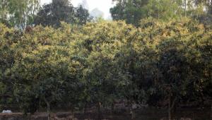 dinajpur-litchi-boost.jpg
