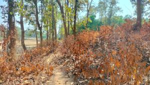 Bangladesh forest fires