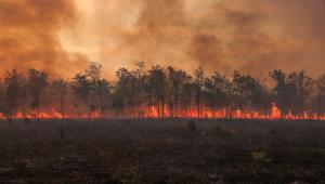 wildfire