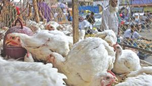 Ctg’s live bird markets expose disturbing gaps in poultry welfare