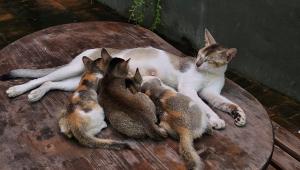 BRAC University campus cats