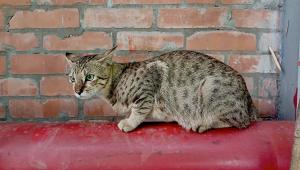 brac_cat.jpeg