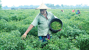 farmer_new.jpg