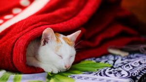 cat_winter_care.jpg