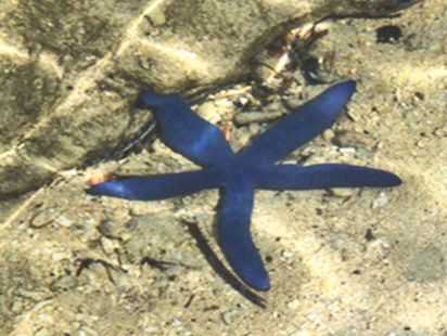 banda_islands