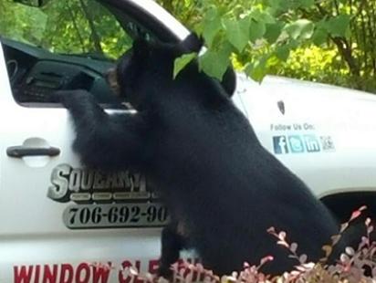 bear-in-truck.jpg
