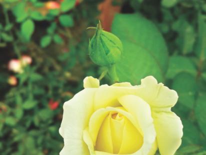 rose