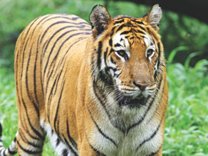 tiger.jpg