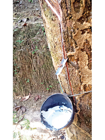 private-rubber-plantations-2.jpg