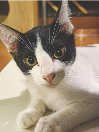 capawcino_cat_cafe_4.jpg