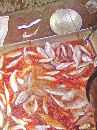 fish_1_1.jpg