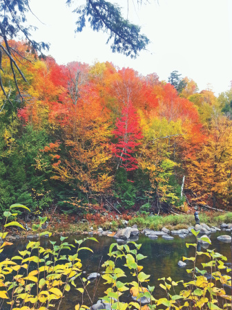 flaming_colours_1.jpg