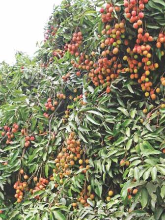 fruite