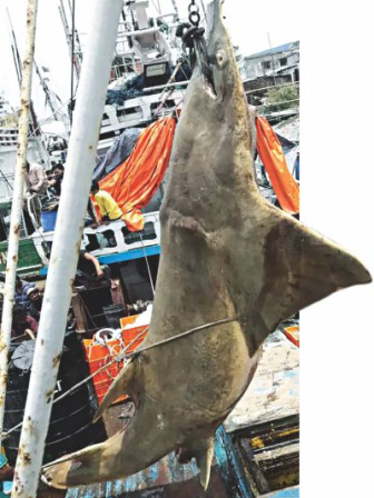 saving_the_sawfish2.jpg