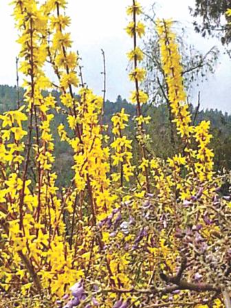 the_land_of_the_dragon_and_fiery_rhododendrons_2.jpg