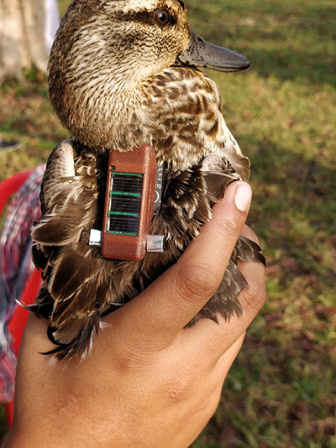 wild_duck_2.jpg