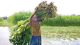 Rangpur_jute_farming.jpg