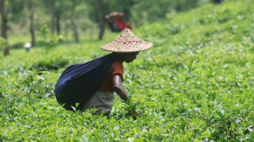 Tea new .jpg