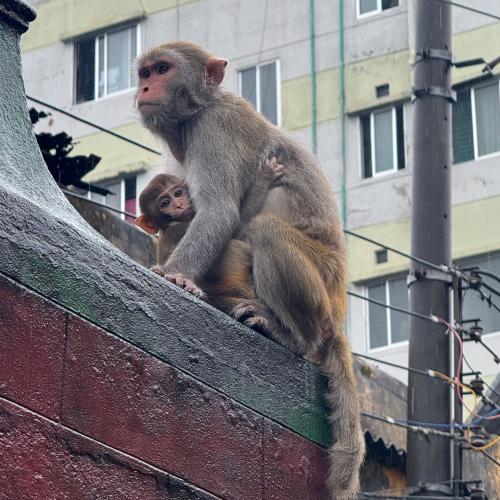 monkey1.jpg