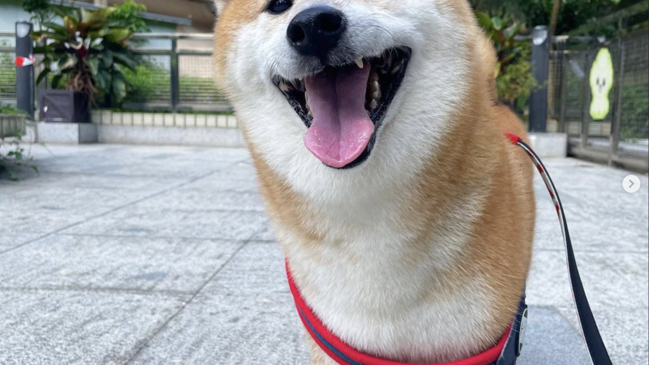 Cheems Doge 1